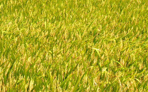 南方地区水稻直播栽培技术 水稻应该怎么养殖