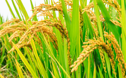 直播稻二叶一心期如何做好水浆管理 水稻应该怎么养殖